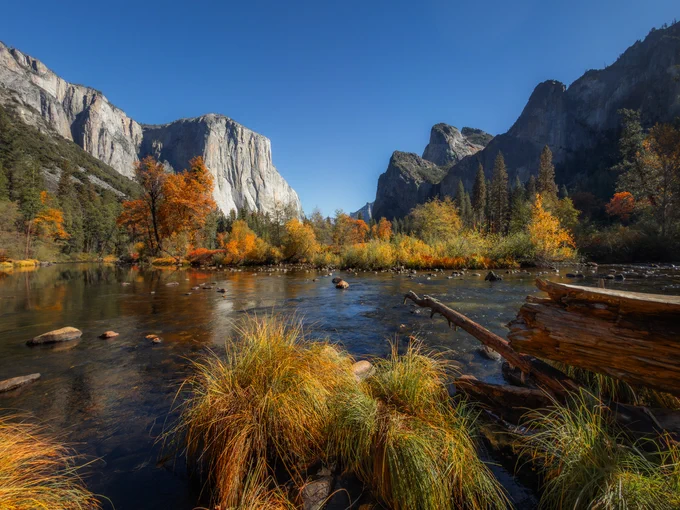 The Merced River in Yosemite is surrounded by orange, yellow, and green trees. Grasses, a stick, and log are visible in the foreground. Many rocks are submerged throughout the river. Under a light blue sky, a mountain range sits in the distance.
